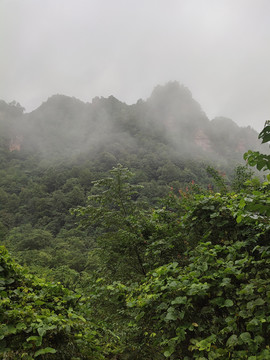 远山与绿植