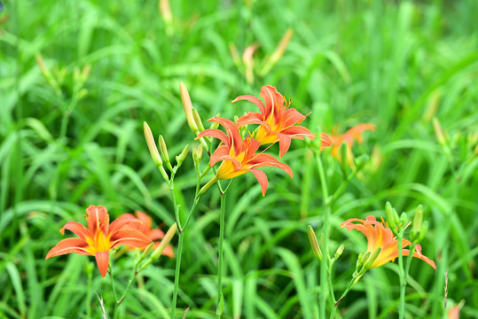 萱草花