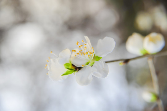 山桃花