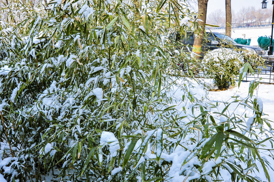 雪后的竹子