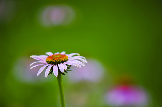 松果菊