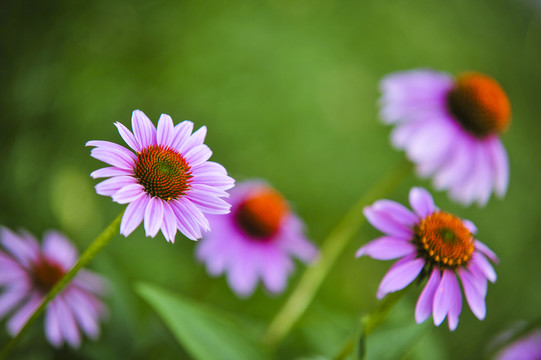 松果菊