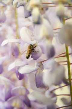紫藤花蜜蜂