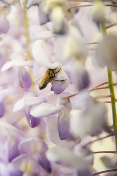 紫藤花蜜蜂