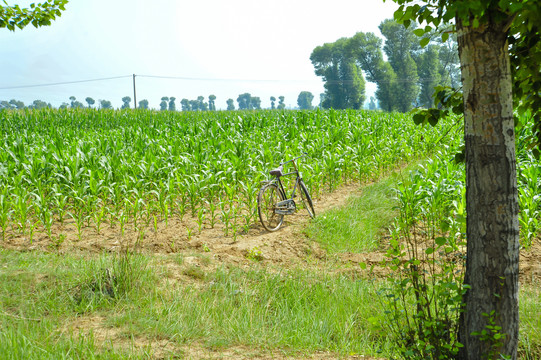 玉米地里的自行车