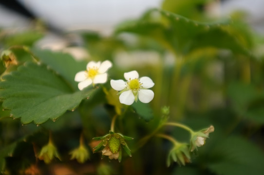 草莓花