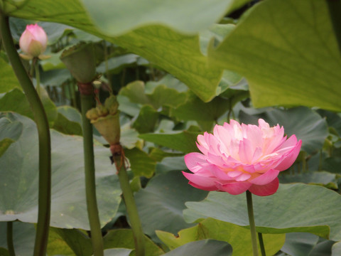 荷花莲花