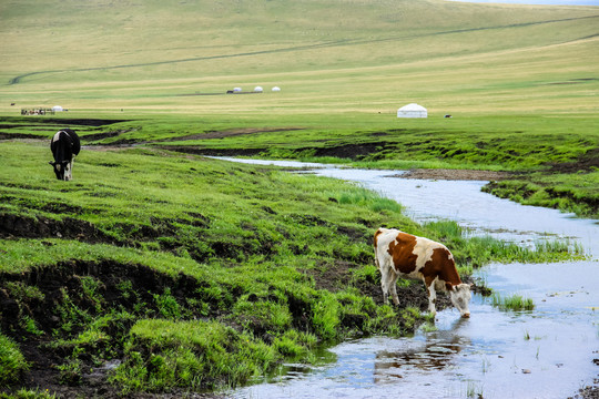 草原河边喝水的牛