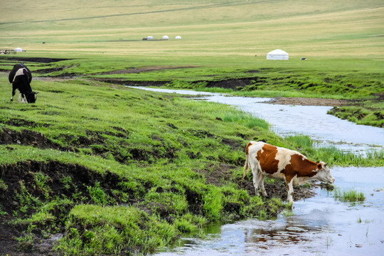 草原河流牛群蒙古包