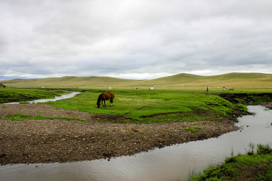 草原河流吃草的马