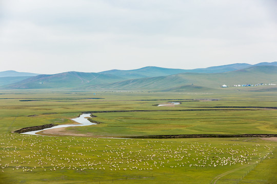 蒙古包大草原的羊群远山