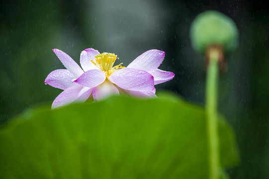 夏雨荷韵