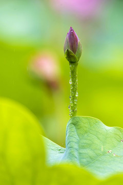 夏雨荷韵