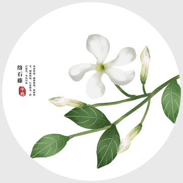 絡(luò)石藤