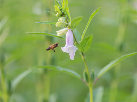 芝麻开花小蜜蜂