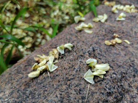 飘落的槐花