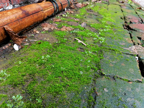 雨后地面苔藓