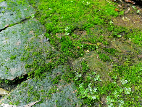 雨后苔藓
