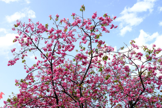 一树花