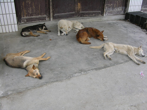 中华田园犬