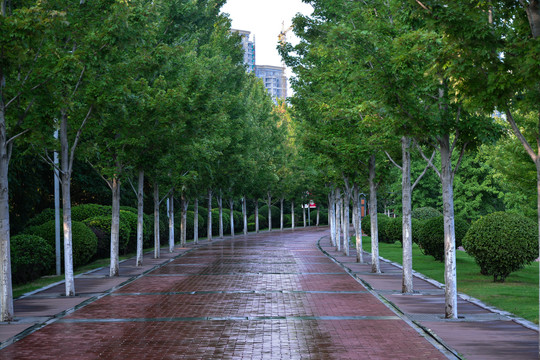 景区步道红枫树