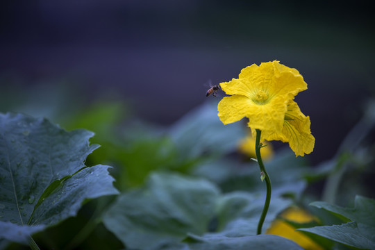 丝瓜花开