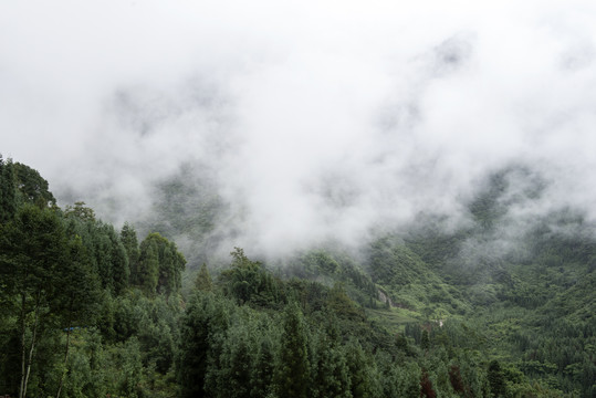 树林树木雨雾