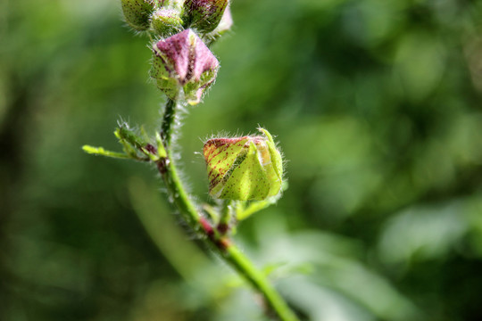 黄蜀葵花