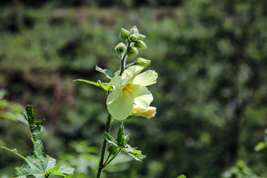 黄蜀葵花