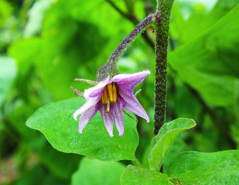 茄子花