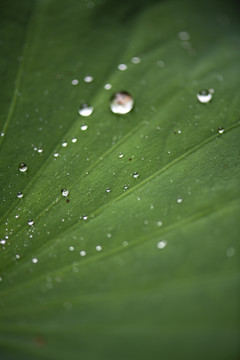 荷叶雨水