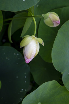 雨中荷花