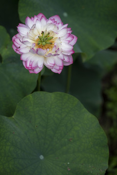 雨中荷花