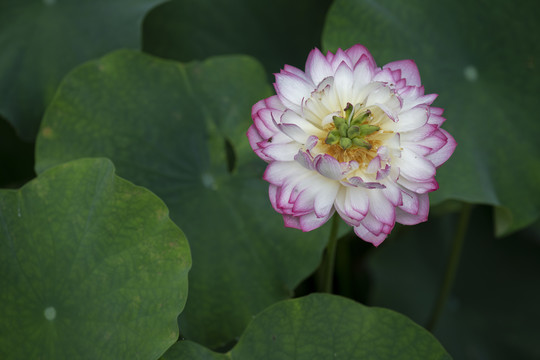 雨中荷花