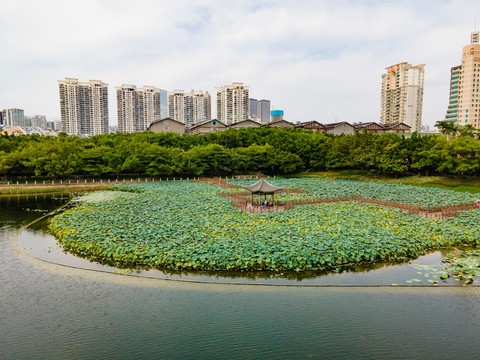 航拍南宁南湖公园荷花