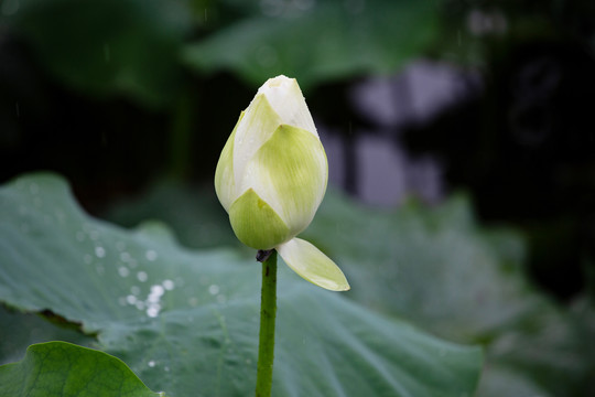 雨荷