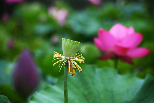 雨中荷花