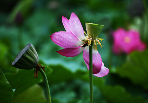 雨中荷花