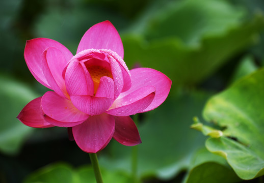 雨中荷花