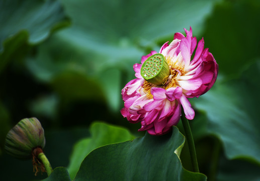 雨中荷花