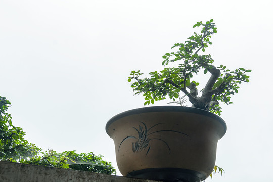 透空拍摄植物盆景