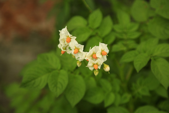 洋芋花