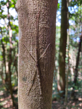 树干上一只竹节虫