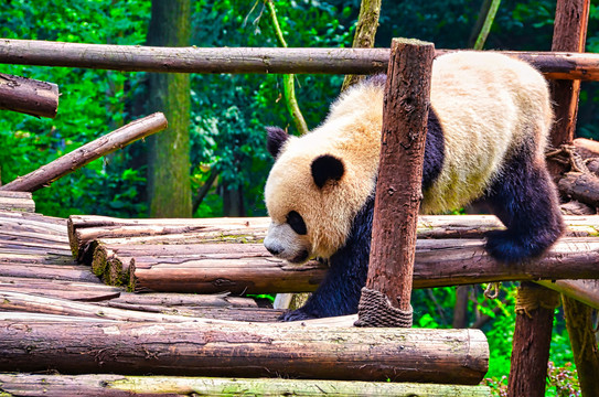 汉中大熊猫
