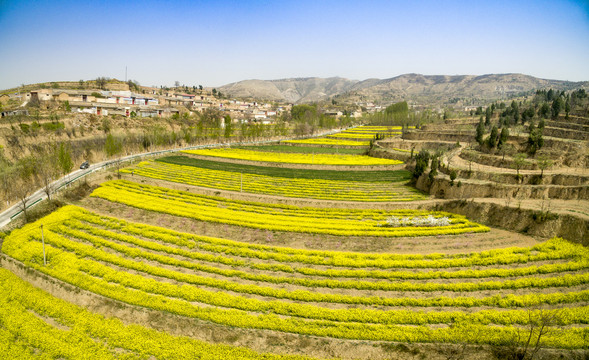 油菜花开满山坡