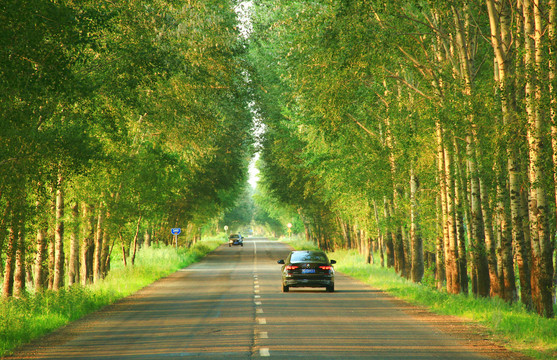 林中小路