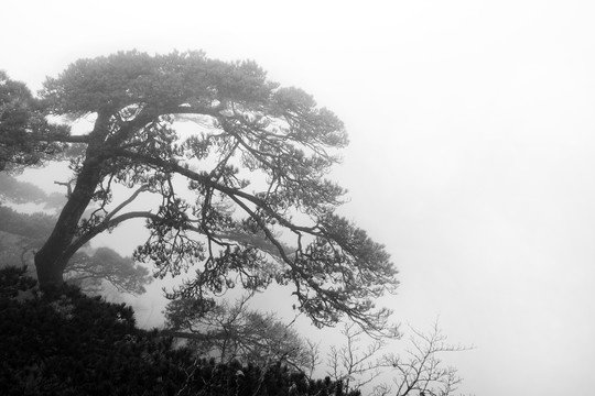 黄山松树