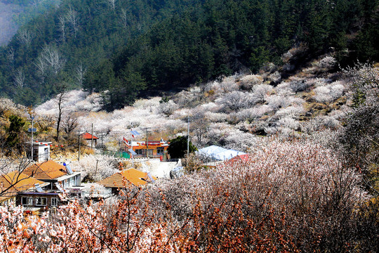 山村樱桃花开