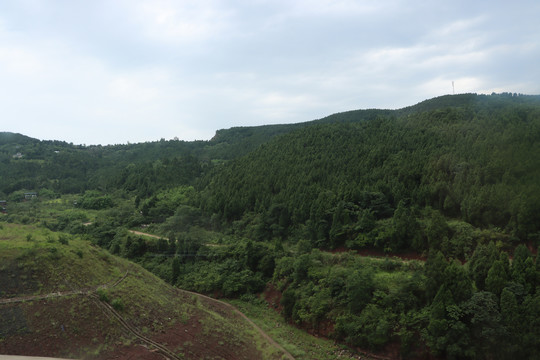 绿树林