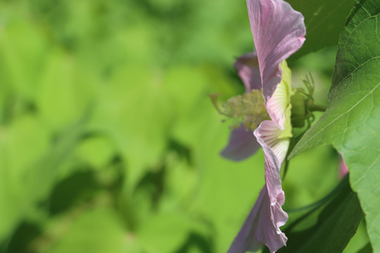 木芙蓉花